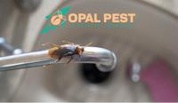 Opal Pest Control Hobart image 4